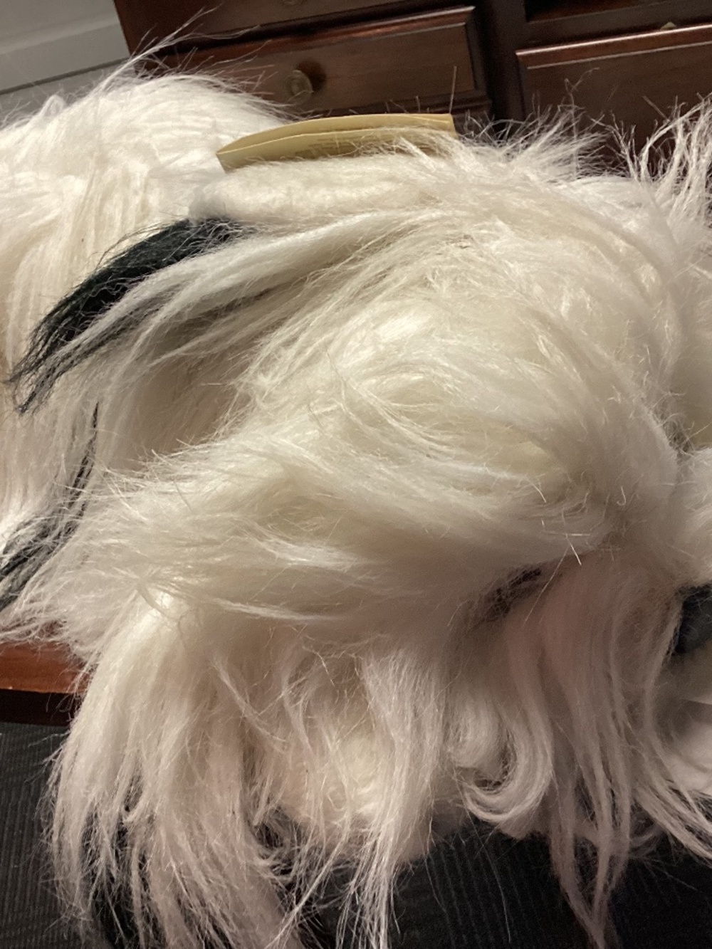 AVANTI. STUFFED ANIMAL CIRCA 1985 amazing mint condition SHAGGY DOG. RARE